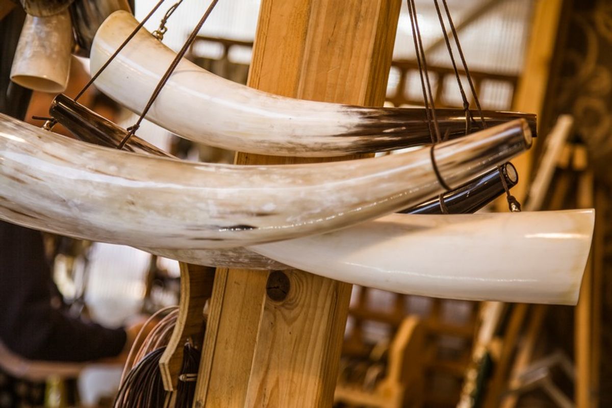 A Coordinated Effort to Combat Wildlife Trafficking
