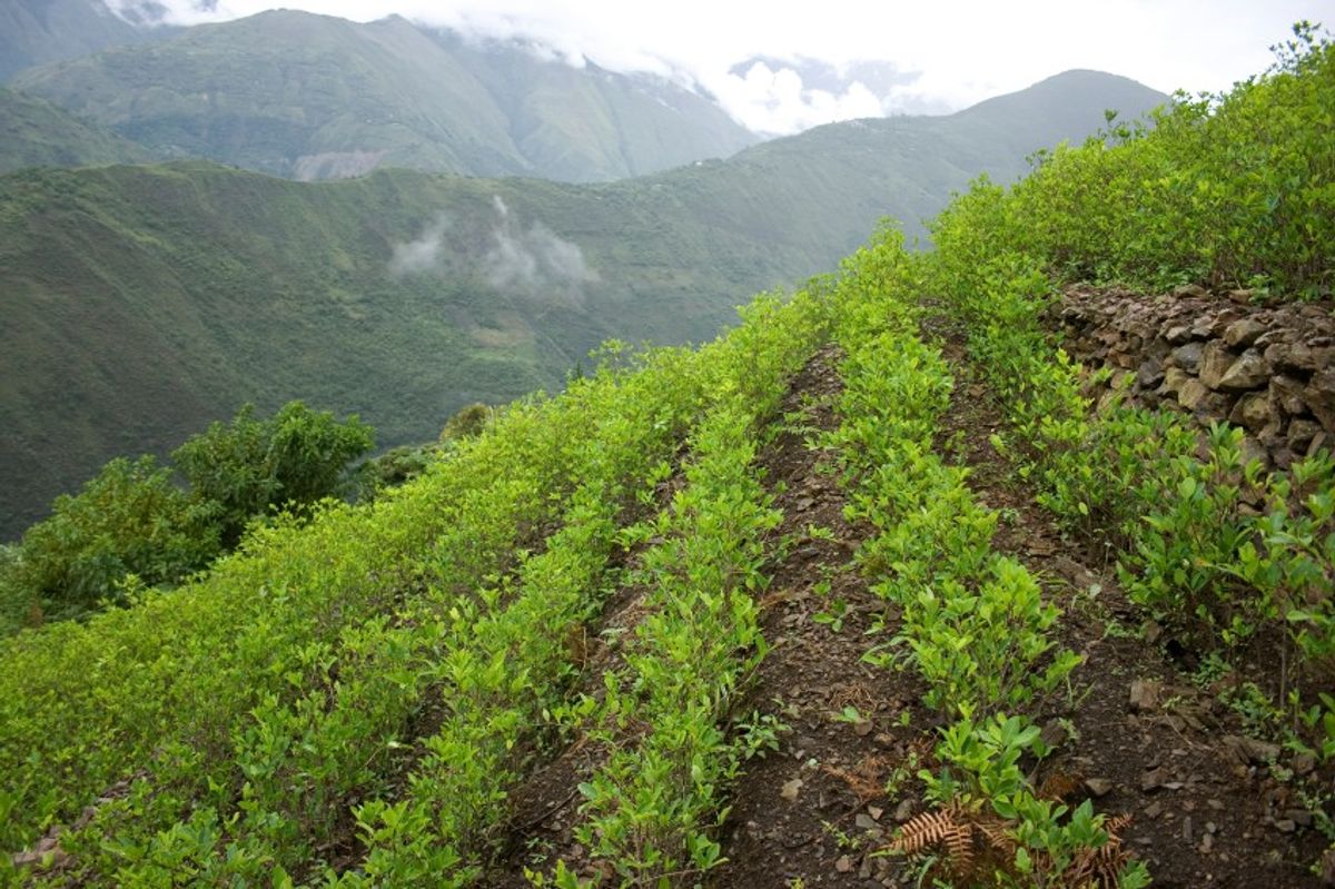 Cocaine and Conflict in Colombia