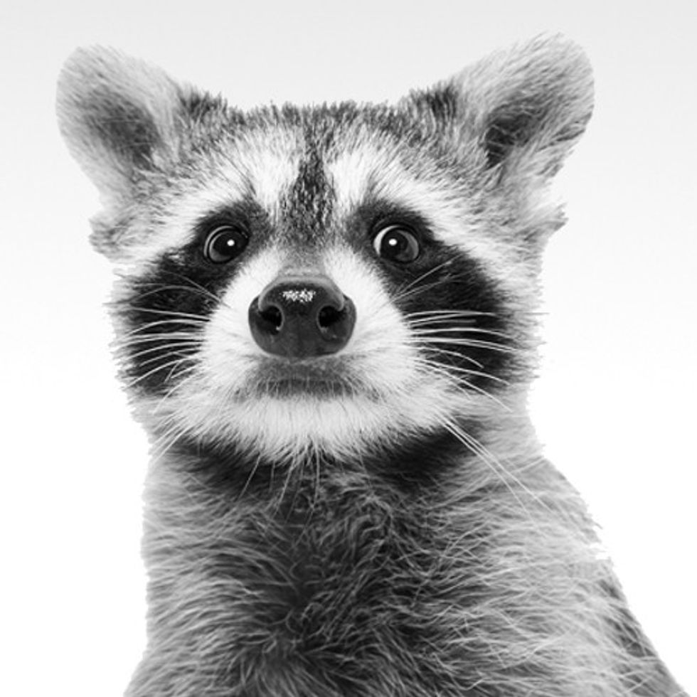 Getty Donahue the Raccoon bw