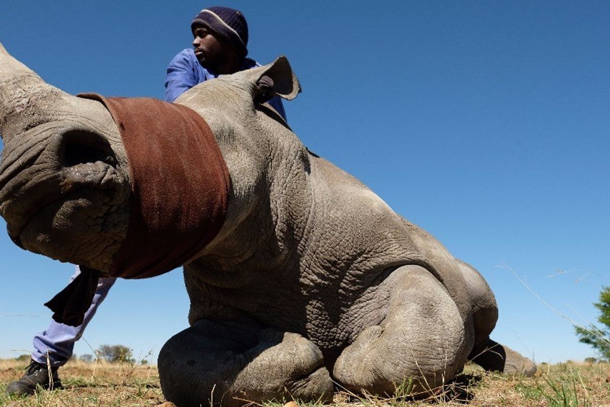 Making a Killing: The Nexus of Terrorism and Wildlife Trafficking