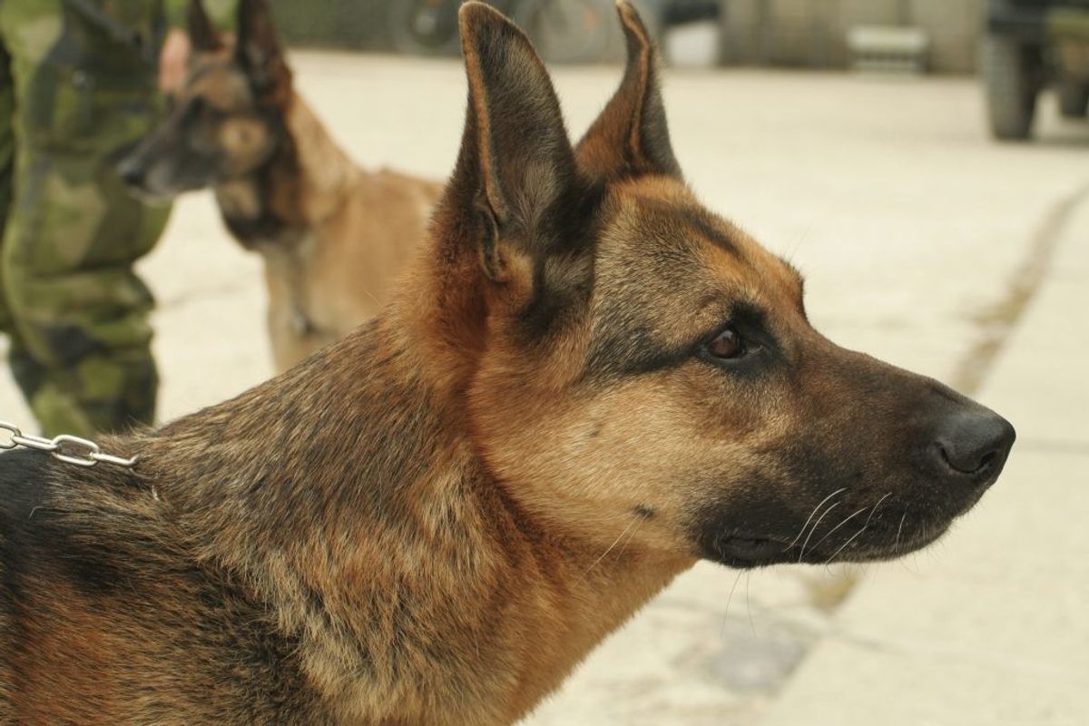 Memorial Dogs