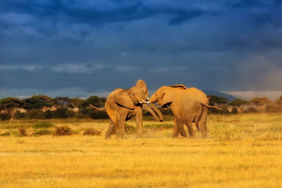 Terrorism Finance and Wildlife Poaching