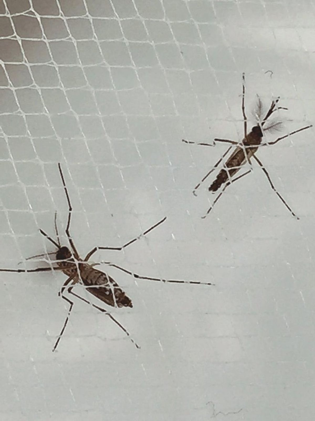 Zika: A National Security Threat?