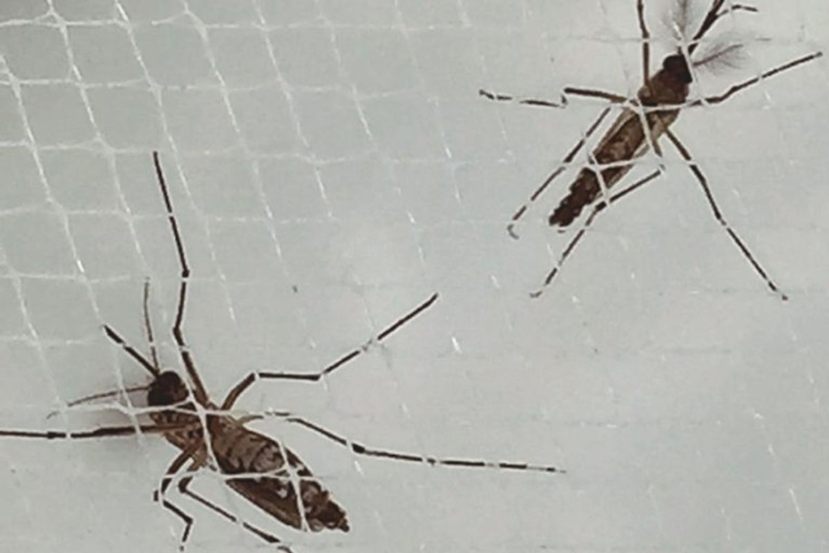 Zika: A National Security Threat?